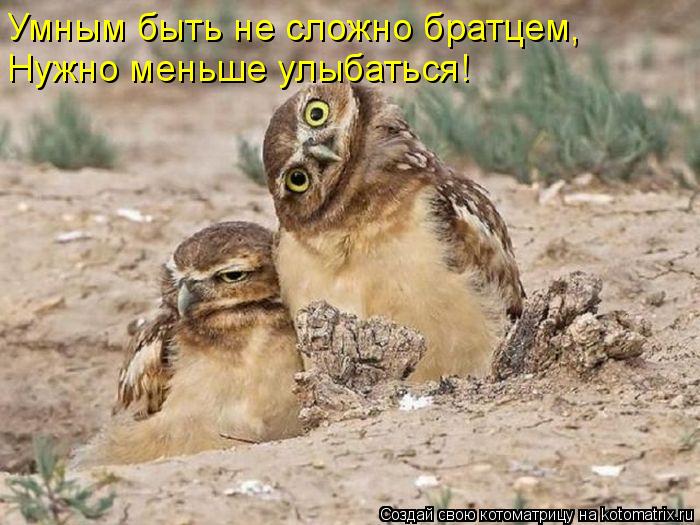 Нужно меньше улыбаться! Умным быть не сложно братцем,... Котоматрица: Нужно меньше улыбаться! Умным быть не сложно братцем,