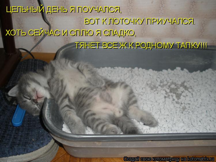 Котоматрица: ЦЕЛЬНЫЙ ДЕНЬ Я ПОУЧАЛСЯ, ВОТ К ЛОТОЧКУ ПРИУЧАЛСЯ. ХОТЬ СЕЙЧАС И СПЛЮ Я СЛАДКО, ТЯНЕТ ВСЕ Ж К РОДНОМУ ТАПКУ!!!