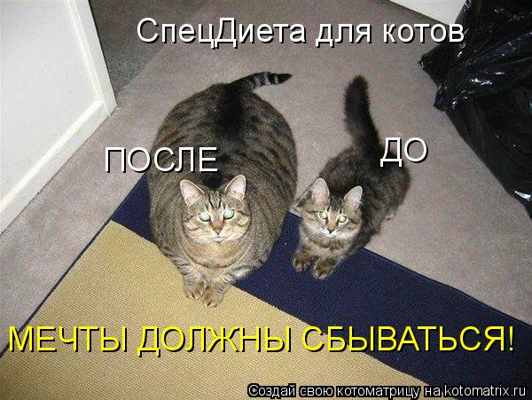 Котоматрица: СпецДиета для котов ДО ПОСЛЕ МЕЧТЫ ДОЛЖНЫ СБЫВАТЬСЯ!