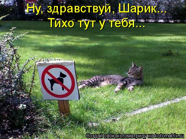 Ну, здравствуй, Шарик... Тихо тут у тебя...... Котоматрица: Ну, здравствуй, Шарик... Тихо тут у тебя...