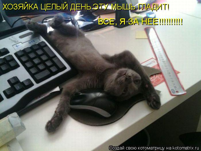 Котоматрица: ХОЗЯЙКА ЦЕЛЫЙ ДЕНЬ ЭТУ МЫШЬ ГЛАДИТ! ВСЕ, Я ЗА НЕЕ!!!!!!!!!!