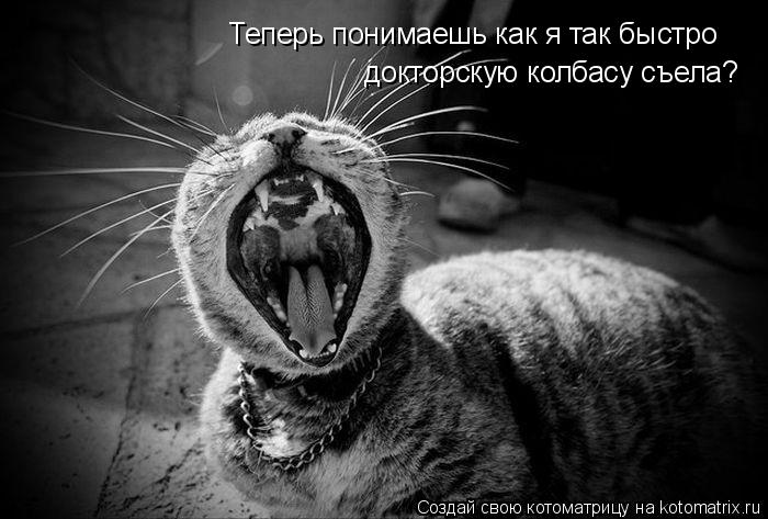 Котоматрица: Теперь понимаешь как я так быстро  докторскую колбасу съела?