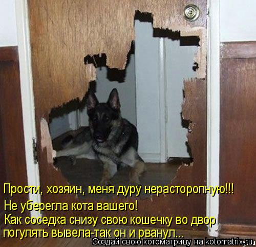 Прости, хозяин, меня дуру нерасторопную!!! Не уберегла кота вашего! Как соседка снизу свою кошечку во... Котоматрица: Прости, хозяин, меня дуру нерасторопную!!! Не уберегла кота вашего! Как соседка снизу свою кошечку во двор погулять вывела-так он и рванул...