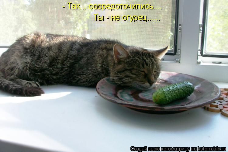 Котоматрица: - Так... сосредоточились.... Ты - не огурец......