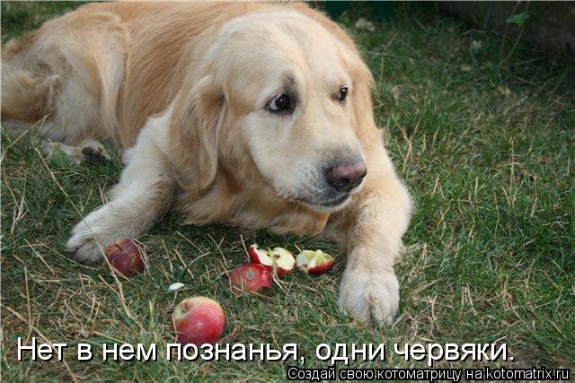 Нет в нем познанья, одни червяки.... Котоматрица: Нет в нем познанья, одни червяки.
