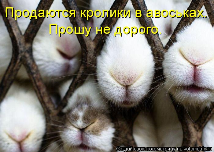 Котоматрица: Продаются кролики в авоськах. Прошу не дорого.