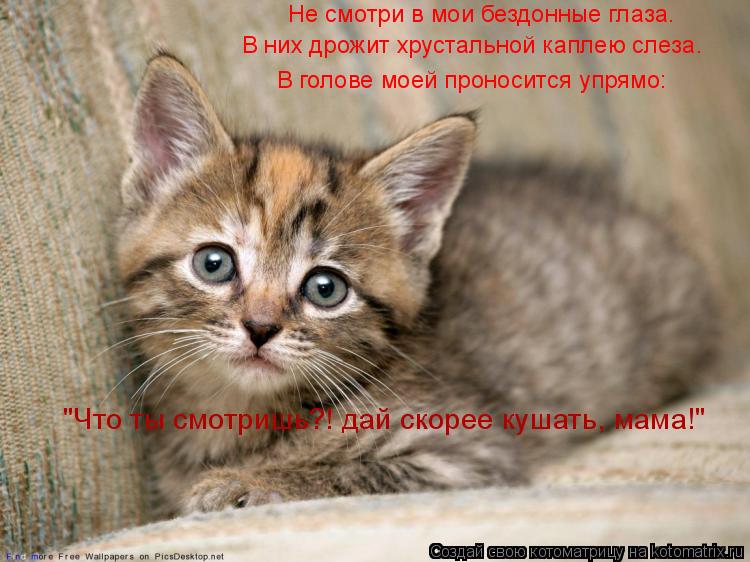 Котоматрица: Не смотри в мои бездонные глаза. В них дрожит хрустальной каплею слеза. В голове моей проносится упрямо: "Что ты смотришь?! дай скорее кушать,
