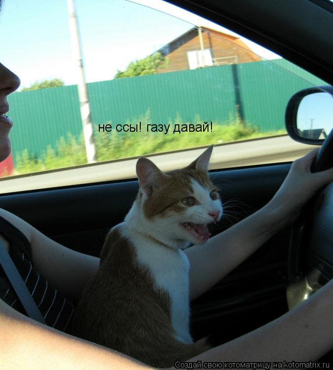 Котоматрица: не ссы! газу давай!