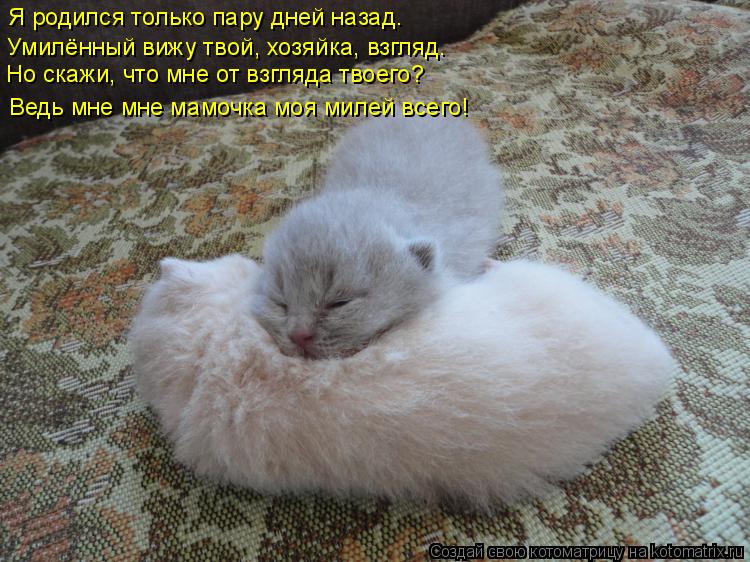 Котоматрица: Я родился только пару дней назад. Умилённый вижу твой, хозяйка, взгляд. Но скажи, что мне от взгляда твоего? Ведь мне мне мамочка моя милей вс
