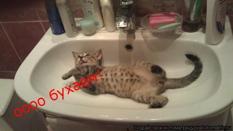 Котоматрица: оооо бухаем!