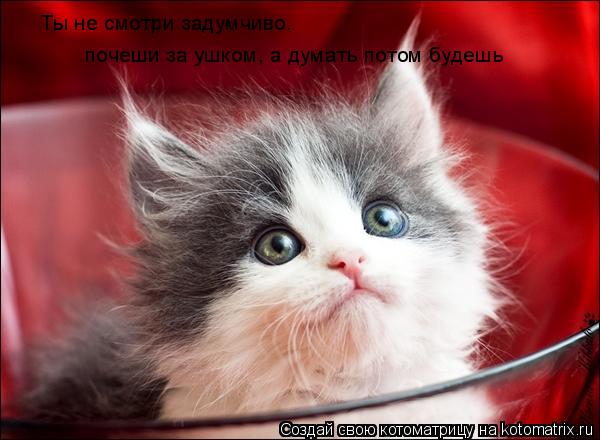 Котоматрица: Ты не смотри задумчиво. почеши за ушком, а думать потом будешь