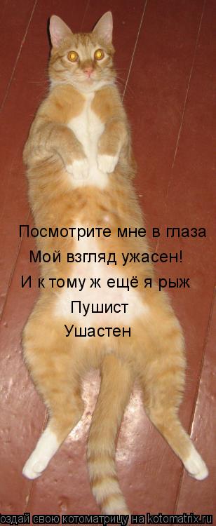 Котоматрица: Посмотрите мне в глаза Мой взгляд ужасен! И к тому ж ещё я рыж Пушист Ушастен