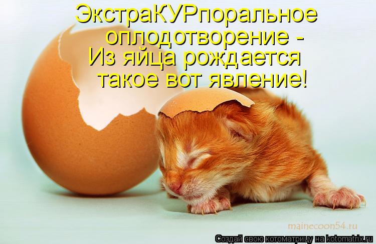 Котоматрица: ЭкстраКУРпоральное  оплодотворение -  Из яйца рождается такое вот явление!