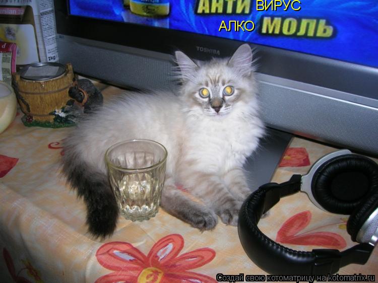 Котоматрица: ВИРУС АЛКО