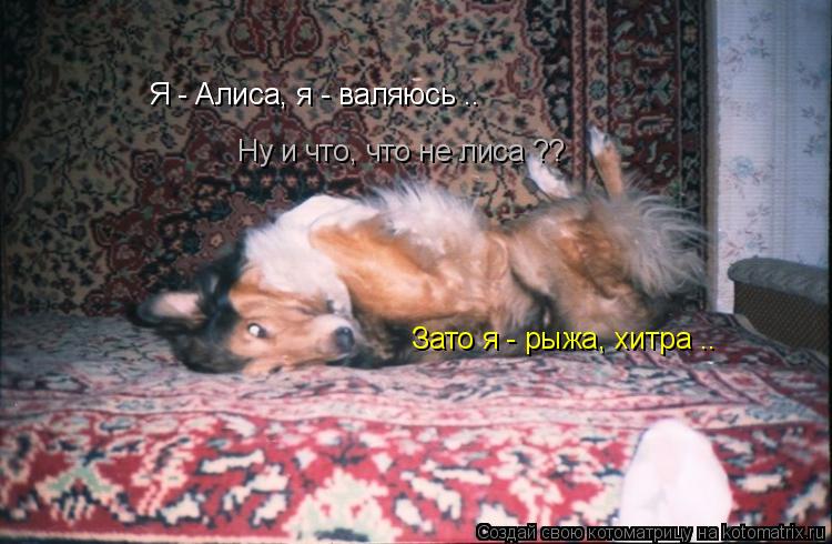 Котоматрица: Я - Алиса, я - валяюсь .. Ну и что, что не лиса ?? Зато я - рыжа, хитра ..