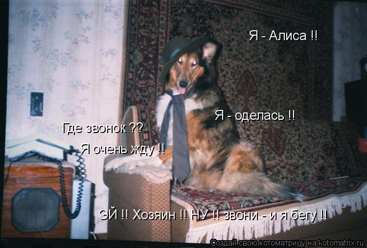 Котоматрица: Я - Алиса !! Я - оделась !! Где звонок ?? Я очень жду !! ЭЙ !! Хозяин !! НУ !! звони - и я бегу !!