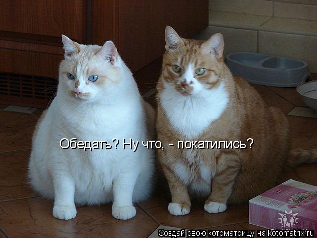 Котоматрица: Обедать? Ну что, - покатились?