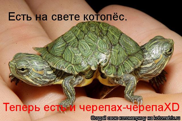 Котоматрица: Есть на свете котопёс. Теперь есть и черепах-черепаXD