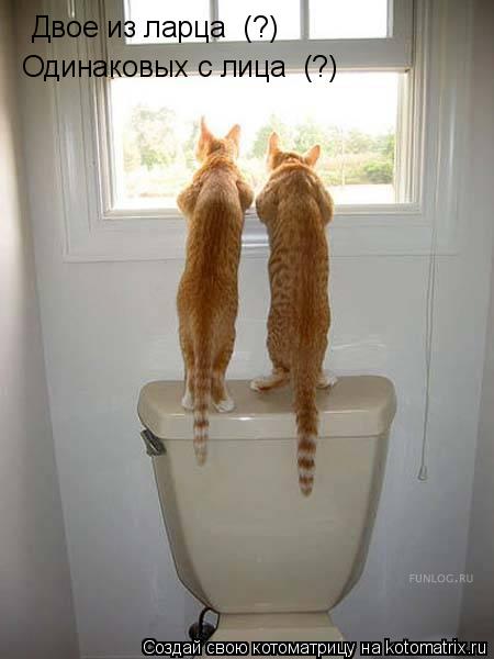 Котоматрица: Двое из ларца  (?) Одинаковых с лица  (?)