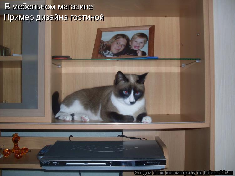 Котоматрица: В мебельном магазине: Пример дизайна гостиной