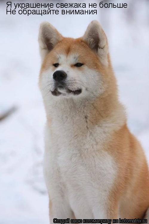 Котоматрица: Я украшение свежака не больше Не обращайте внимания