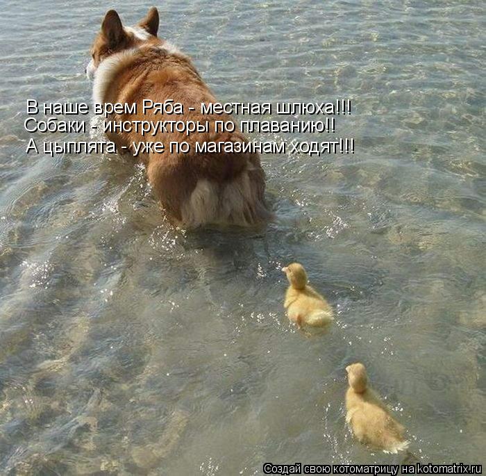 Котоматрица: В наше врем Ряба - местная шлюха!!! Собаки - инструкторы по плаванию!! А цыплята - уже по магазинам ходят!!!