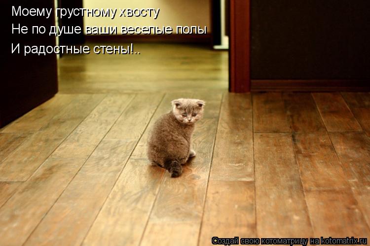 Котоматрица: Моему грустному хвосту Не по душе ваши веселые полы И радостные стены!..