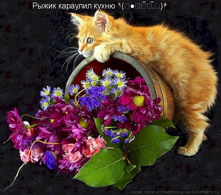 Котоматрица: Рыжик караулил кухню ٩(̾●̮̮̃̾•̃̾)۶