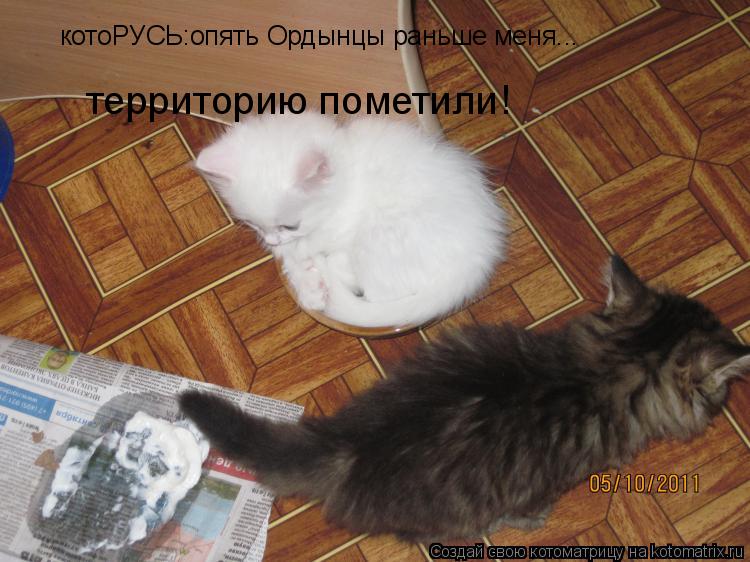 Котоматрица: котоРУСЬ:опять Ордынцы раньше меня... территорию пометили!