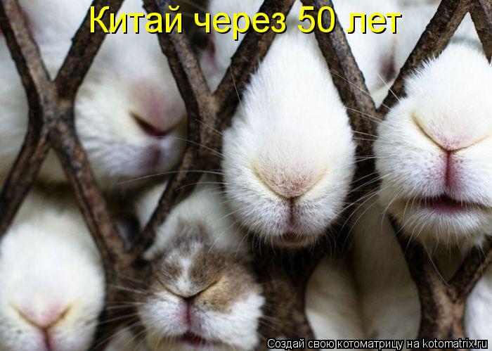 Котоматрица: Китай через 50 лет