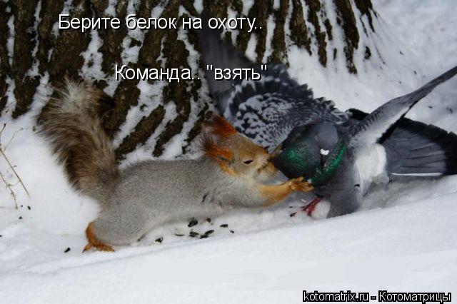 Котоматрица: Берите белок на охоту.. Команда.. "взять"