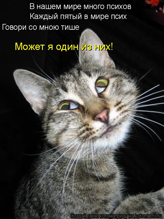 Котоматрица: В нашем мире много психов Каждый пятый в мире псих Говори со мною тише Может я один из них!
