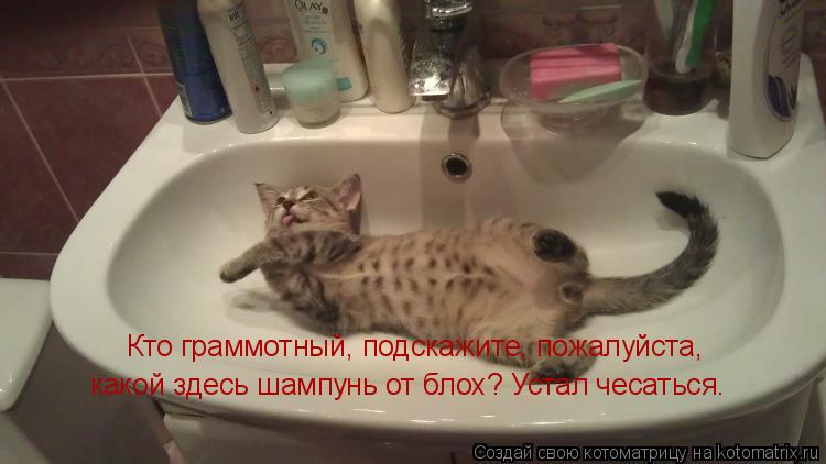 Котоматрица: Кто граммотный, подскажите, пожалуйста, какой здесь шампунь от блох? Устал чесаться.