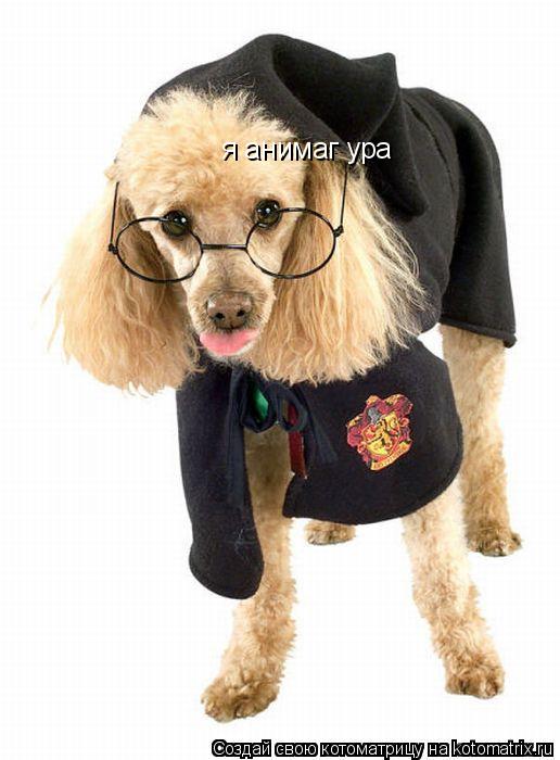 Котоматрица: я анимаг ура