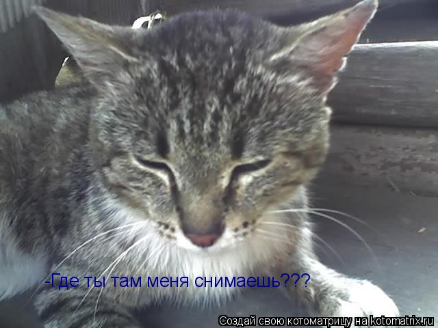 Котоматрица: -Где ты там меня снимаешь???