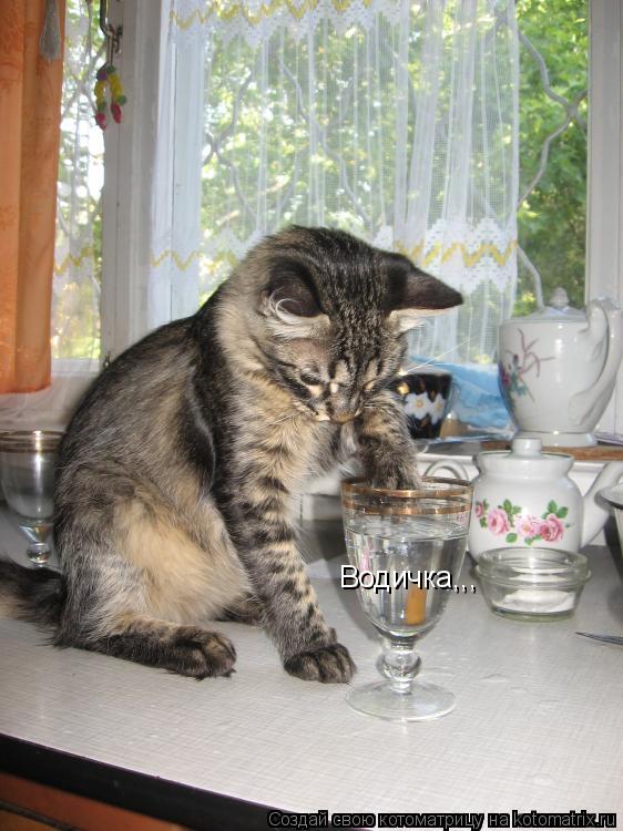 Котоматрица: Водичка,,,