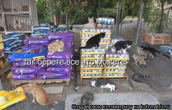 Котоматрица: так берете все что можете