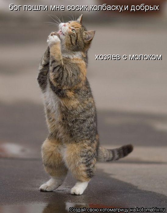 Котоматрица: бог пошли мне сосик,колбаску,и добрых  хозяев с молоком