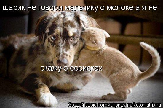 Котоматрица: шарик не говори мальчику о молоке а я не скажу о сосисках