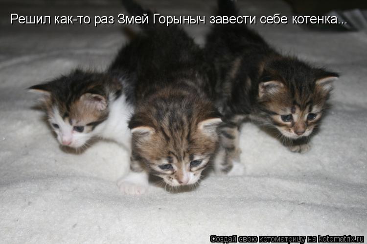 Котоматрица: Решил как-то раз Змей Горыныч завести себе котенка...
