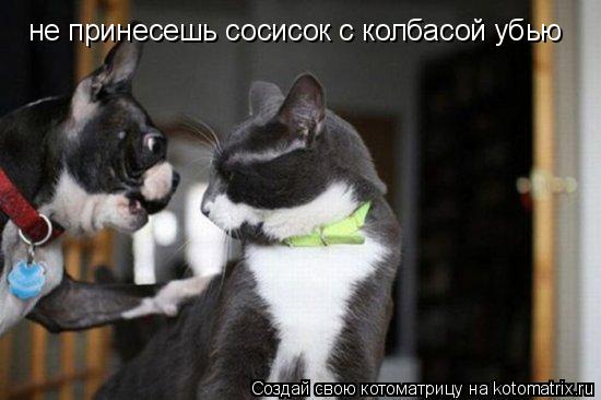 Котоматрица: не принесешь сосисок с колбасой убью