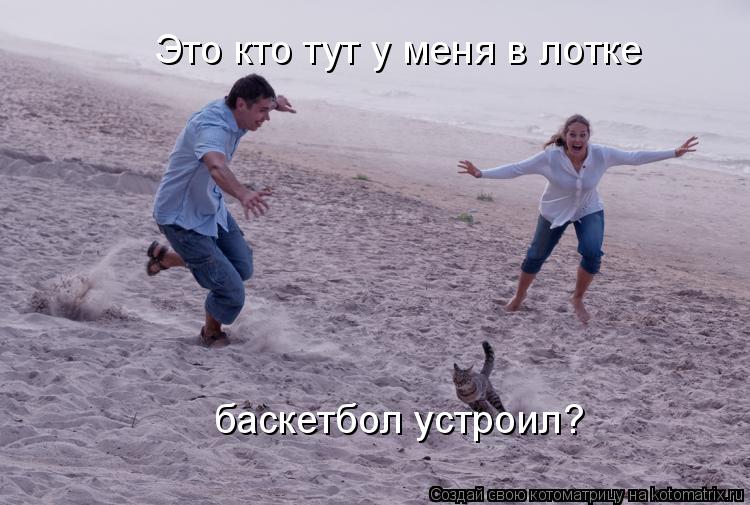 Котоматрица: Это кто тут у меня в лотке баскетбол устроил?