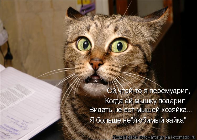 Котоматрица: Ой,чтой-то я перемудрил, Когда ей мышку подарил. Видать,не ест мышей хозяйка... Я больше не"любимый зайка"