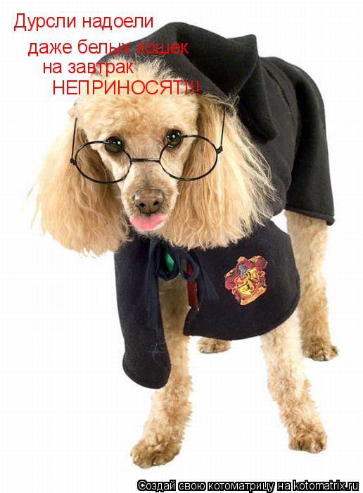 Котоматрица: Дурсли надоели НА ЗАВТРК даже белых кошек на завтрак НЕПРИНОСЯТ!!!