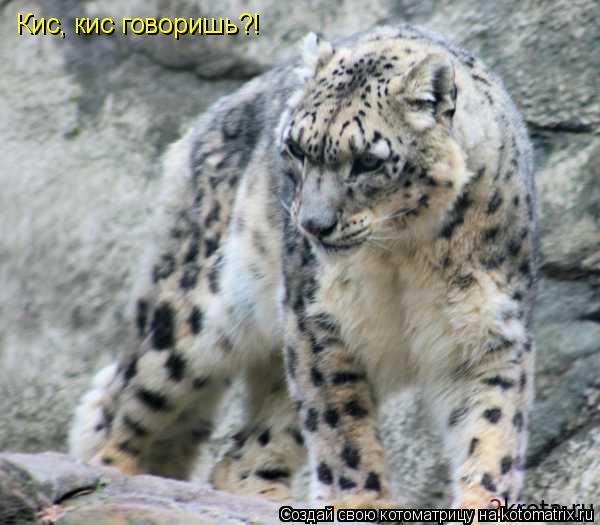Котоматрица: Кис, кис говоришь?!
