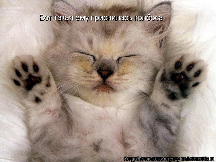 Котоматрица: Вот такая ему приснилась колбоса