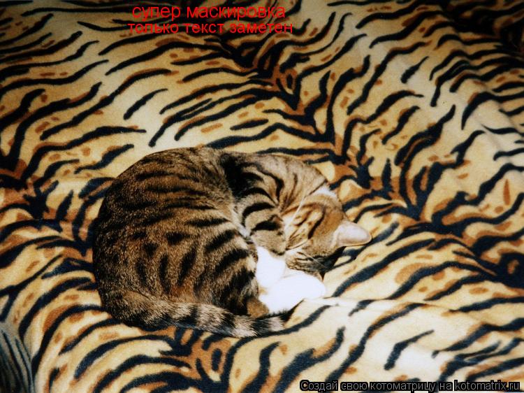 Котоматрица: супер маскировка только текст заметен