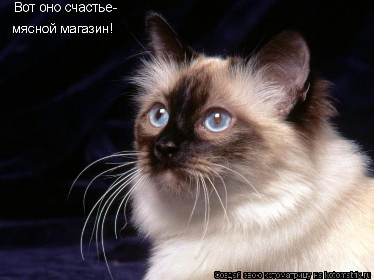 Котоматрица: Вот оно счастье- мясной магазин!