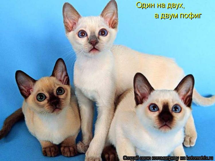 Котоматрица: Один на двух, а двум пофиг
