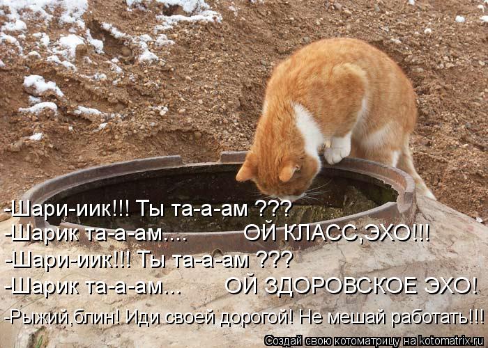 Котоматрица: -Шари-иик!!! Ты та-а-ам ??? -Шарик та-а-ам....         ОЙ КЛАСС,ЭХО!!! -Шари-иик!!! Ты та-а-ам ??? -Шарик та-а-ам...       ОЙ ЗДОРОВСКОЕ ЭХО! -Рыжий,б